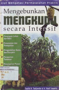 Mengebunkan Mengkudu Secara Intensif